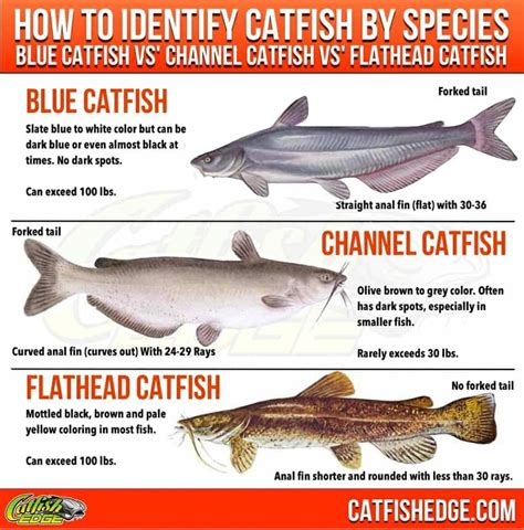 catfish identification chart.